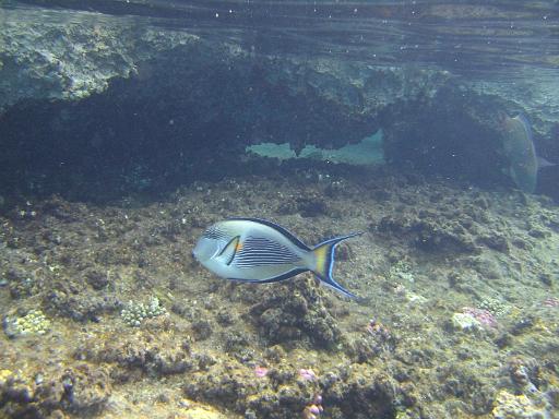 2008-05-15 --- snorkeling Sharm Reef Beach --- CIMG1047.JPG